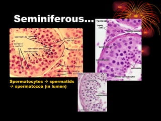 Seminiferous… Spermatocytes    spermatids    spermatozoa (in lumen) 