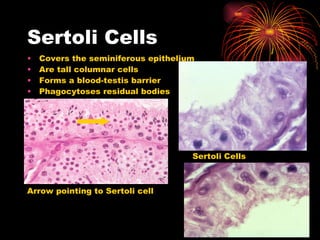 Sertoli Cells Covers the seminiferous epithelium Are tall columnar cells Forms a blood-testis barrier Phagocytoses residual bodies Arrow pointing to Sertoli cell Sertoli Cells 