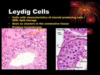 Leydig Cells Cells with characteristics of steroid producing cells - SER, lipid storage Seen as clusters in the connective tissue Produce testosterone 