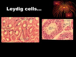 Leydig cells… 