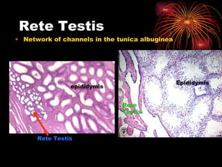 Rete Testis Network of channels in the tunica albuginea  epididymis Rete Testis Epididymis Rete Testis 
