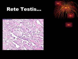 Rete Testis… 