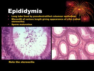 Epididymis Long tube lined by pseudostratified columnar epithelium Microvilli of various length giving appearance of cilia (called stereocilia) Sperm maturation  Note the stereocilia 