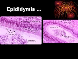 Epididymis … 