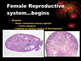 Female Reproductive system…begins Ovaries Outer connective tissue capsule Tunica albuginea Follicles in various stages of development Connective tissue stroma 