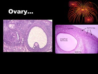 Ovary… 