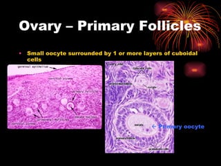 Ovary – Primary Follicles Small oocyte surrounded by 1 or more layers of cuboidal cells     Primary oocyte 