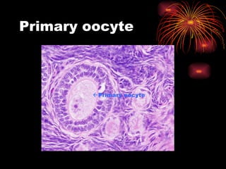 Primary oocyte  Primary oocyte 