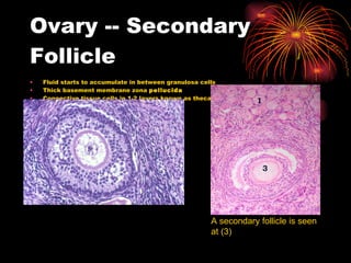 Ovary -- Secondary Follicle Fluid starts to accumulate in between granulosa cells Thick basement membrane zona  pellucida Connective tissue cells in 1-2 layers known as theca cells A secondary follicle is seen at (3) 