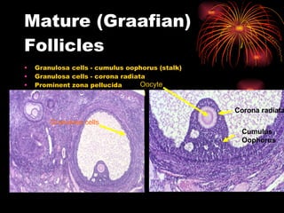 Mature (Graafian) Follicles Granulosa cells - cumulus oophorus (stalk) Granulosa cells - corona radiata Prominent zona pellucida Antrum filled with liquor folliculi Oocyte Corona radiata Cumulus Oophorus Granulosa cells 