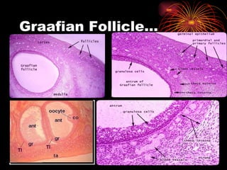 Graafian Follicle… 