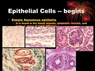 Epithelial Cells -- begins Simple Squamous epithelia It is found in the blood vessels, lymphatic vessels, and lungs    areas of rapid diffusion 