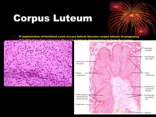 Corpus Luteum If implantation of fertilized ovum occurs follicle become corpus luteum of pregnancy If fertilization does not occur the corpus luteum degenerates to form the corpus albicans 