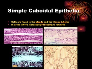 Simple Cuboidal Epithelia Cells are found in the glands and the kidney tubules In areas where increased processing is required 