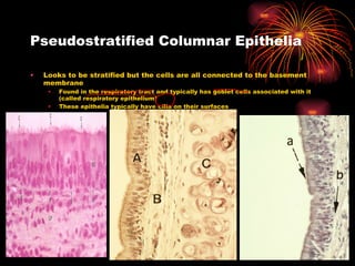 Pseudostratified Columnar Epithelia Looks to be stratified but the cells are all connected to the basement membrane Found in the respiratory tract and typically has goblet cells associated with it (called respiratory epithelium) These epithelia typically have cilia on their surfaces 