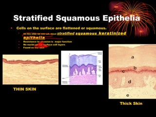 Stratified Squamous Epithelia Cells on the surface are flattened or squamous. On this slide we will talk about   stratified   squamous  keratinized epithelia Resistance to abrasion is  major function No nuclei on the surface cell layers Found on the skin THIN SKIN Thick Skin 