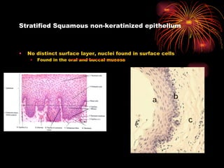 Stratified Squamous non-keratinized epithelium No distinct surface layer, nuclei found in surface cells Found in the oral and buccal mucosa 