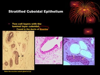 Stratified Cuboidal Epithelium Two cell layers with the luminal layer cuboidal. Found in the ducts of  Eccrine Sweat Glands Note the eccrine sweat gland at (a) 
