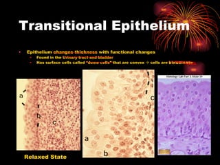 Transitional Epithelium Epithelium changes thickness with functional changes Found in the Urinary tract and bladder  Has surface cells called “dome cells” that are convex    cells are  binucleate Relaxed State 