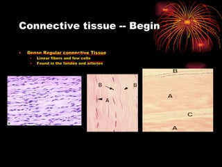 Connective tissue -- Begin Dense Regular connective Tissue Linear fibers and few cells Found in the tendon and arteries 