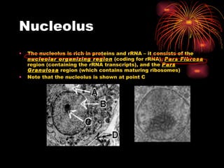 Nucleolus The nucleolus is rich in proteins and rRNA – it consists of the  nucleolar organizing region  (coding for rRNA),  Pars Fibrosa  region (containing the rRNA transcripts), and the  Pars Granulosa  region (which contains maturing ribosomes) Note that the nucleolus is shown at point C 