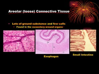 Areolar (loose) Connective Tissue Lots of ground substance and few cells Found in the mesentery around organs Esophagus Small Intestine 