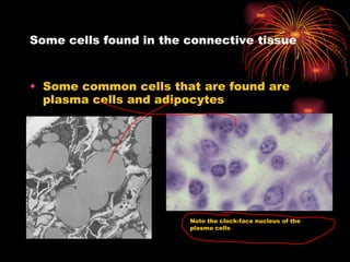 Some cells found in the connective tissue Some common cells that are found are plasma cells and adipocytes Note the clock-face nucleus of the plasma cells 