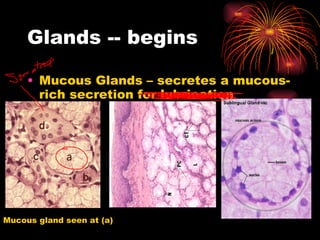 Glands -- begins Mucous Glands – secretes a mucous-rich secretion for lubrication Mucous gland seen at (a) 