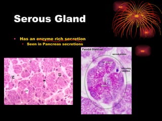 Serous Gland Has an enzyme rich secretion Seen in Pancreas secretions  