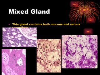 Mixed Gland This gland contains both mucous and serous secretions 