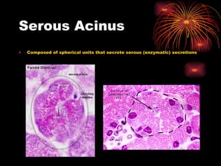 Serous Acinus Composed of spherical units that secrete serous (enzymatic) secretions 