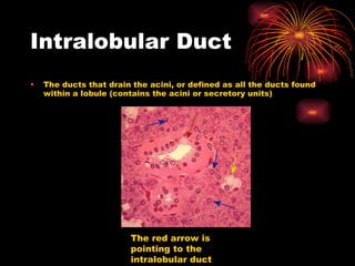 Intralobular Duct The ducts that drain the acini, or defined as all the ducts found within a lobule (contains the acini or secretory units) The red arrow is pointing to the intralobular duct 