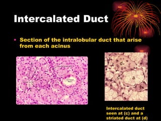 Intercalated Duct Section of the intralobular duct that arise from each acinus  Intercalated duct seen at (c) and a striated duct at (d) 