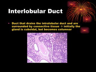 Interlobular Duct Duct that drains the intralobular duct and are surrounded by connective tissue    initially the gland is cuboidal, but becomes columnar  