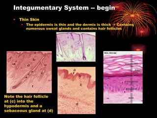 Integumentary System -- begin Thin Skin The epidermis is thin and the dermis is thick    Contains numerous sweat glands and contains hair follicles Note the hair follicle at (c) into the hypodermis and a sebaceous gland at (d) 
