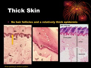 Thick Skin No hair follicles and a relatively thick epidermis Arrow pointing to stratum Lucidum 