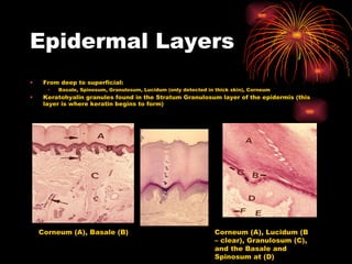 Epidermal Layers From deep to superficial: Basale, Spinosum, Granulosum, Lucidum (only detected in thick skin), Corneum Keratohyalin granules found in the Stratum Granulosum layer of the epidermis (this layer is where keratin begins to form)  Corneum (A), Basale (B) Corneum (A), Lucidum (B – clear), Granulosum (C), and the Basale and Spinosum at (D) 