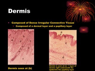 Dermis Composed of Dense Irregular Connective Tissue Composed of a dermal layer and a papillary layer Dermis seen at (b) Dermis is seen at (c)    layer of dermis right underneath the epidermis the papillary layer 