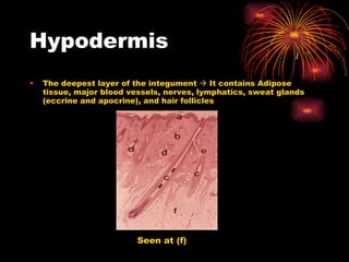 Hypodermis  The deepest layer of the integument    It contains Adipose tissue, major blood vessels, nerves, lymphatics, sweat glands (eccrine and apocrine), and hair follicles Seen at (f) 