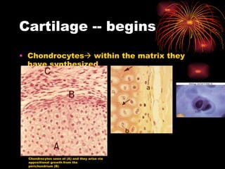 Cartilage -- begins Chondrocytes   within the matrix they have synthesized Chondrocytes seen at (A) and they arise via appositional growth from the perichondrium (B) 