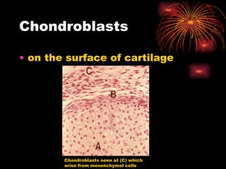 Chondroblasts on the surface of cartilage Chondroblasts seen at (C) which arise from mesenchymal cells 
