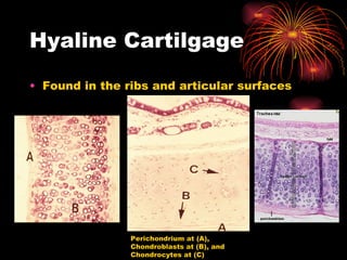 Hyaline Cartilgage Found in the ribs and articular surfaces Perichondrium at (A), Chondroblasts at (B), and Chondrocytes at (C) 