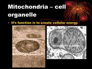 Mitochondria – cell organelle It’s function is to create cellular energy 
