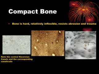 Compact Bone Bone is hard, relatively inflexible, resists abrasion and trauma Note the central Haversian Canals and the corresponding canaliculis 