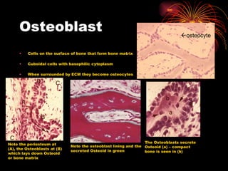 Osteoblast Cells on the surface of bone that form bone matrix Cuboidal cells with basophilic cytoplasm When surrounded by ECM they become osteocytes Note the periosteum at (A), the Osteoblasts at (B) which lays down Osteoid or bone matrix Note the osteoblast lining and the secreted Osteoid in green The Osteoblasts secrete Osteoid (a) – compact bone is seen in (b)  osteocyte 