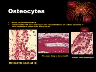 Osteocytes Within lacunae in bone ECM Communicate with other osteocytes and with osteoblasts on surface by means of small channels in bone known as canaliculi. Osteocyte seen at (c) Also seen deep to the osteoid Arrows show osteocytes 