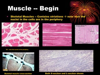 Muscle -- Begin Skeletal Muscles -- Contains striations    note that the nuclei in the cells are in the periphery Skeletal muscle cross-section Both X-section and L-section shown XS – note the nuclei at the periphery 
