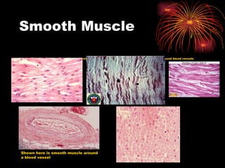 Smooth Muscle Spindle shaped cells, with a central nucleus    can be found around the GI tract and around blood vessels Shown here is smooth muscle around a blood vessel 