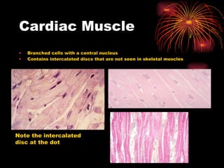 Cardiac Muscle Branched cells with a central nucleus Contains intercalated discs that are not seen in skeletal muscles . Note the intercalated disc at the dot 