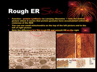 Rough ER Function – protein synthesis via carrying ribosomes    note the bottom picture where it seems that protein granules have accumulated within the cisternae of the RER You can see small mitochondria on the top of the left picture and to the left of right picture Note the difference b/w the rough ER and smooth ER on the right 